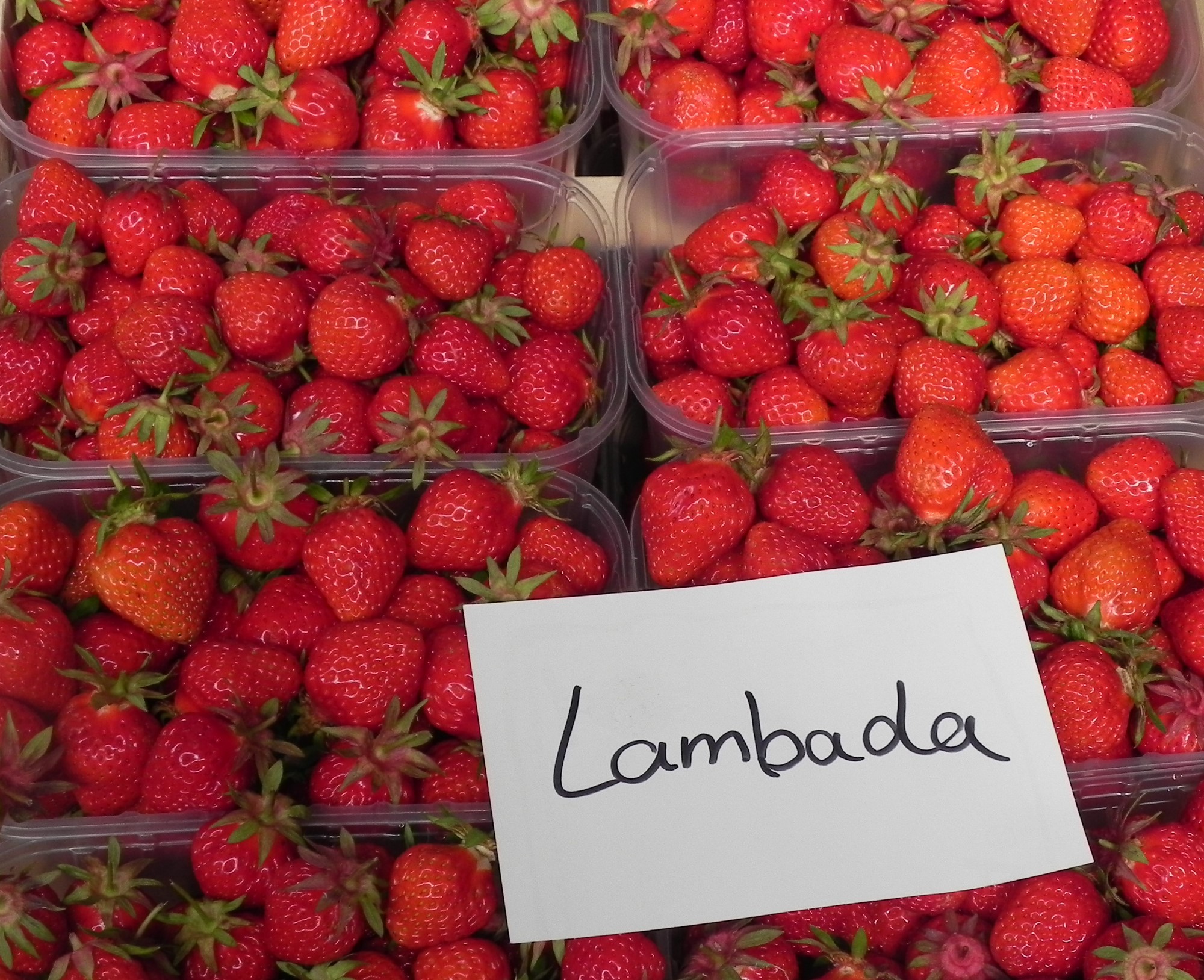 Erdbeere Lambada